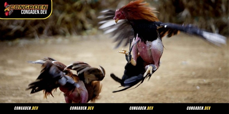 Đá gà Congaden cựa sắt