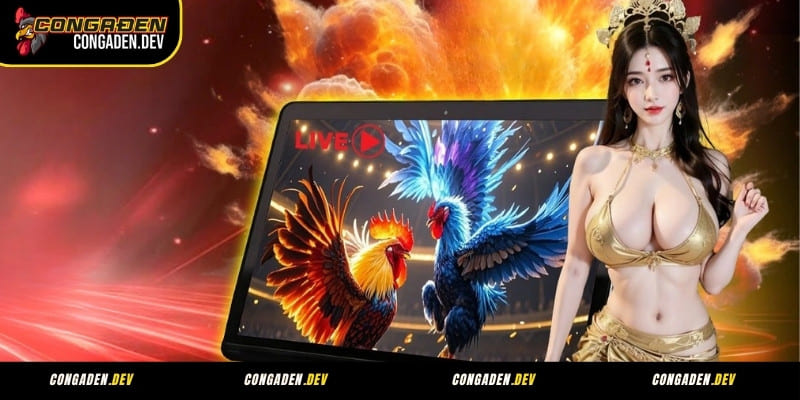Nền tảng phát sóng trực tiếp đá gà Thomo Campuchia chuẩn HD