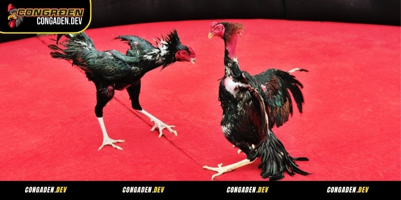 Sảnh đá gà CQ9
